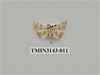 藏品(螟蛾290)的圖片